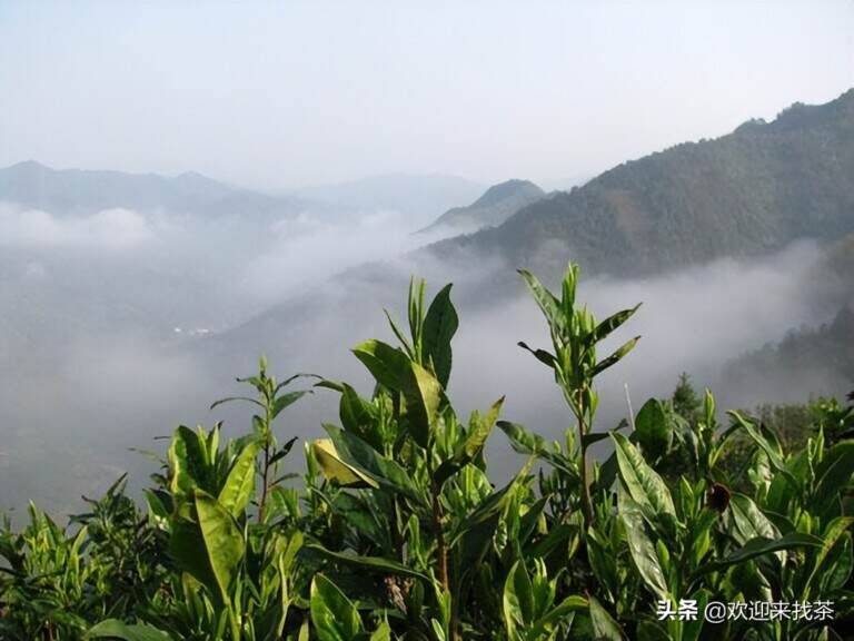 绿茶和红茶树是一样的吗（绿茶与红茶的本质区别）