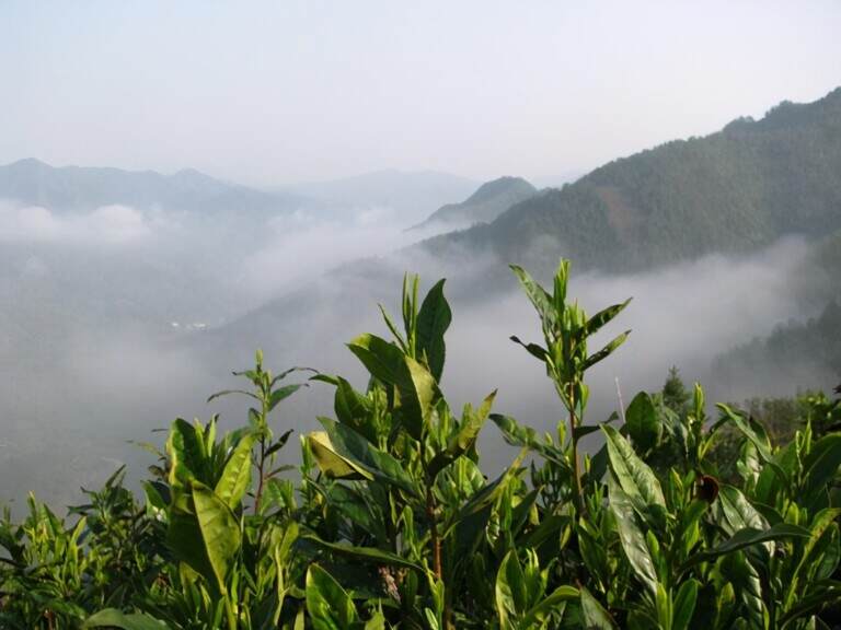 喝春茶有什么好处（古人对春茶的论述）