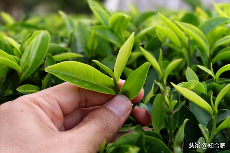 安徽省十大名茶排名（安徽好茶推荐）