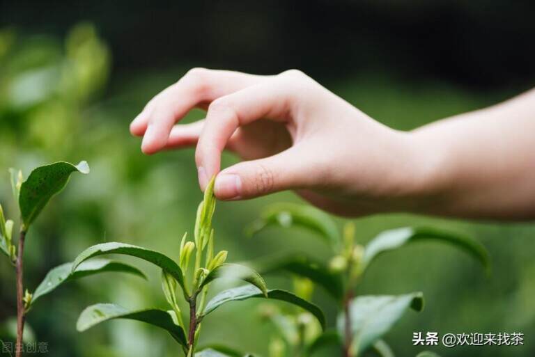 什么茶好喝不苦不涩还香？不苦还好喝的茶叶有哪些