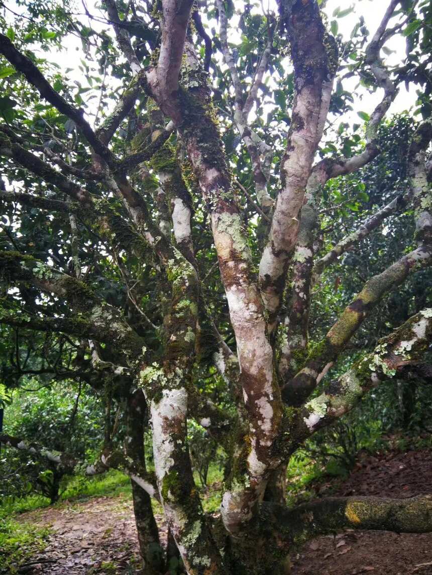 如何选择适合的口粮茶存储？