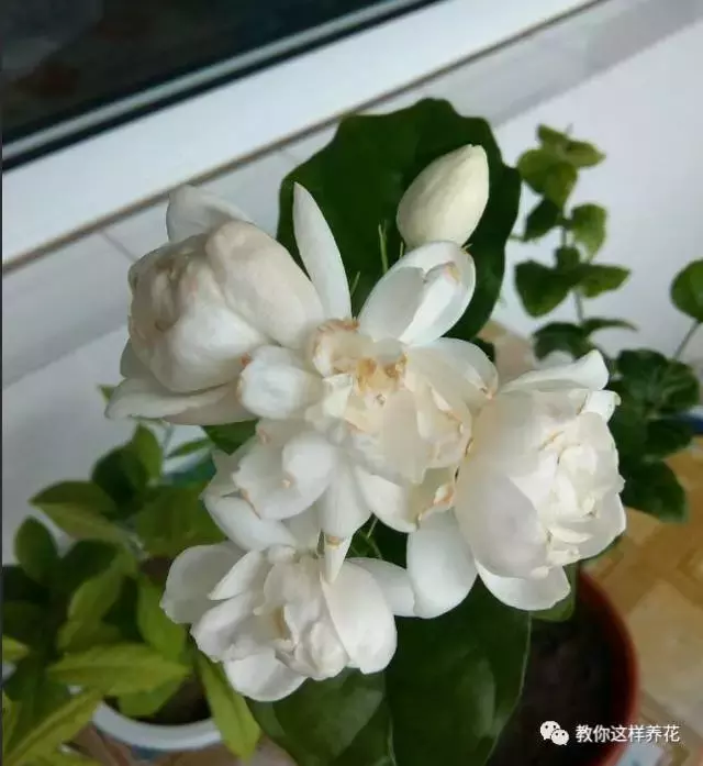 笔尖茉莉与一般茉莉区别（笔尖茉莉图片特点）