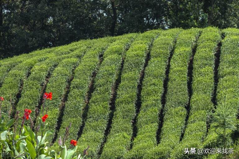 茶店野生茶是真的吗，荒山野茶一般什么价格？