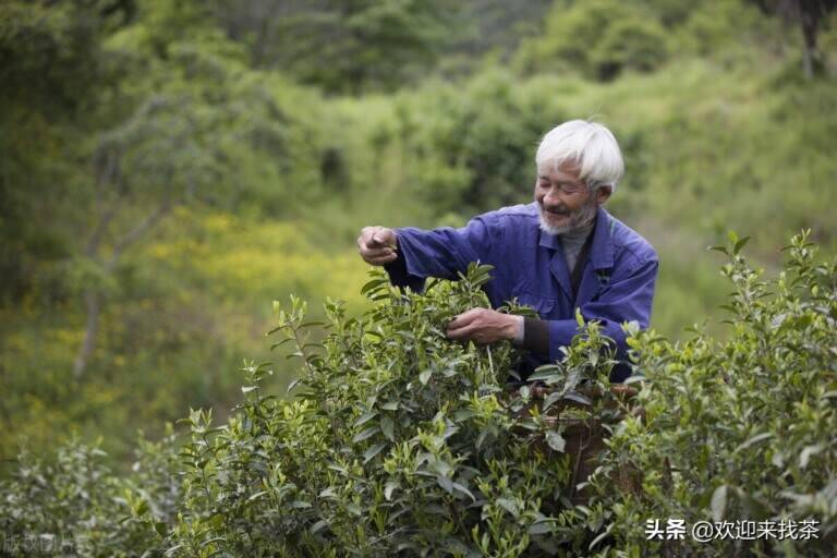 茶店野生茶是真的吗，荒山野茶一般什么价格？