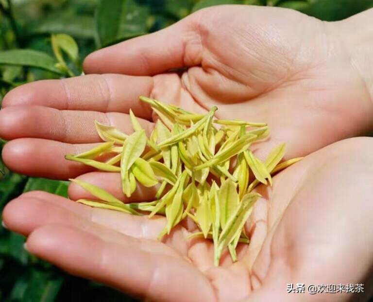 有哪些茶不是真正的茶叶（被叫做茶的植物饮料盘点）