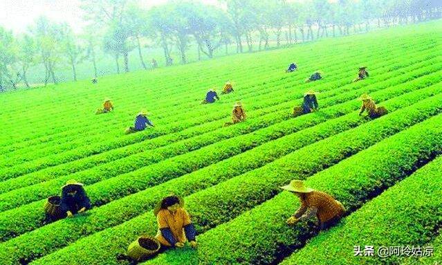 龙井是什么茶（龙井茶产地特点品质特征）