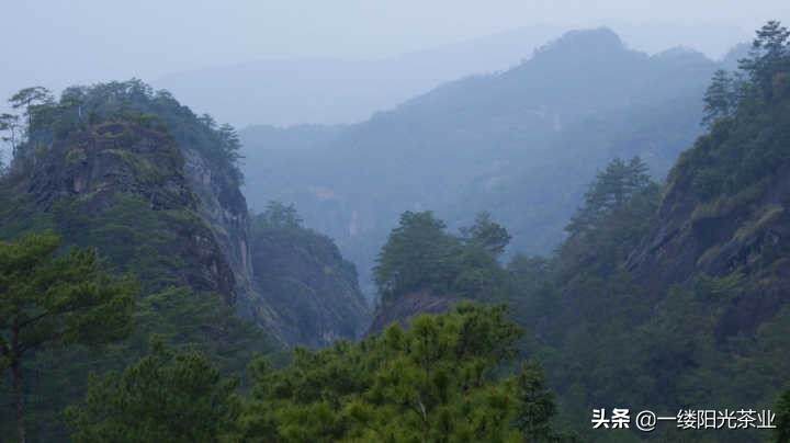 武夷岩茶与大红袍关系区分（武夷岩茶的分类和各自特点介绍）