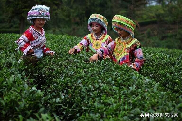 疫情对茶农茶企的影响有多大，什么地方最受影响？