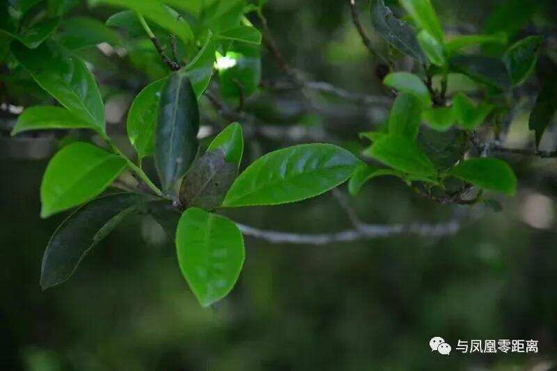 鸭屎香茶叶是什么茶（鸭屎香茶为什么叫鸭屎香）