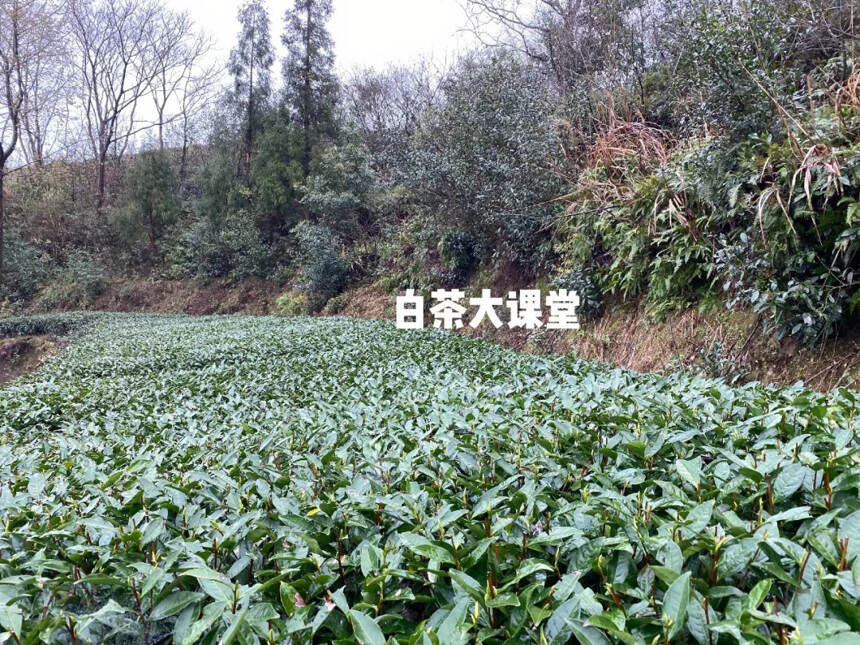 白茶怎么喝比较好（白茶煮和泡有什么区别）