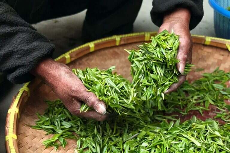 冷泡茶应该怎么泡（茶冷泡和热泡的区别）