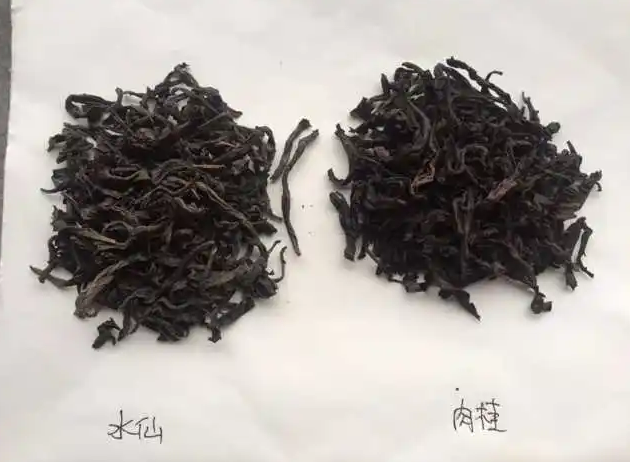 新手喝岩茶，选肉桂还是水仙？这几点要懂