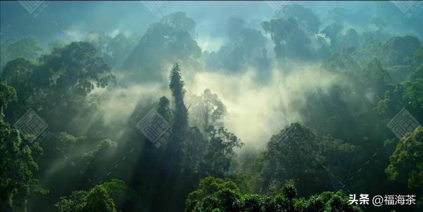 福海讲堂：那卡、那山、那茶