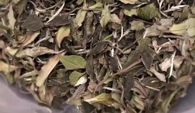 白茶丨老寿眉的叶片容易碎，是茶不好吗？