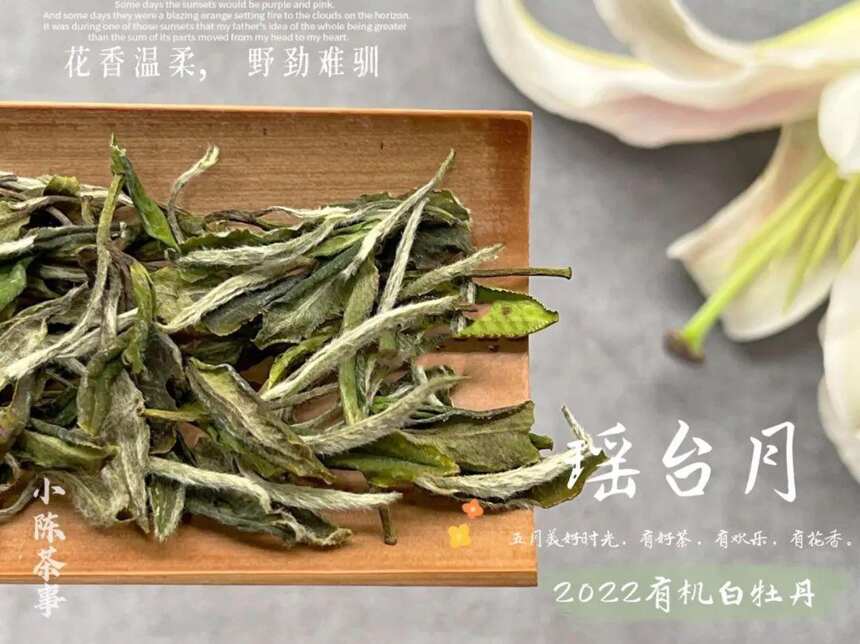 白茶新手买白牡丹，选散茶还是饼茶？新茶还是老茶？一次性说清楚