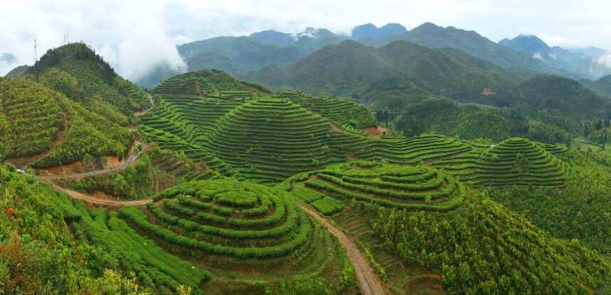 草木间双11口粮茶——药香糯味老寿眉