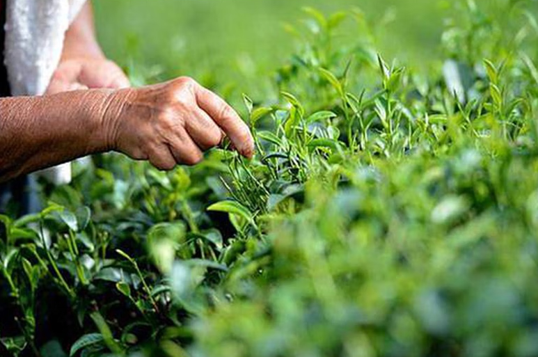 中国哪些红茶最值得喝？经评比，这三款香雅味甘，最受茶客喜爱