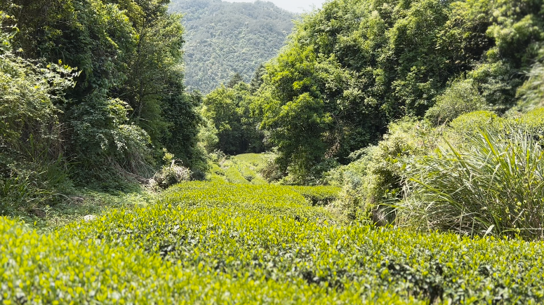 寻茶马头岩丨武夷岩茶中的“黑马”，到底什么来头？