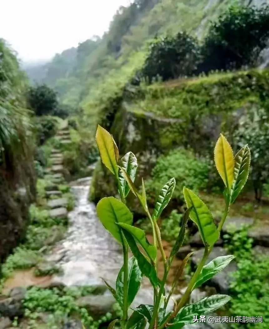 为什么雨天泡茶香弱、没那么好喝？|以茶会友