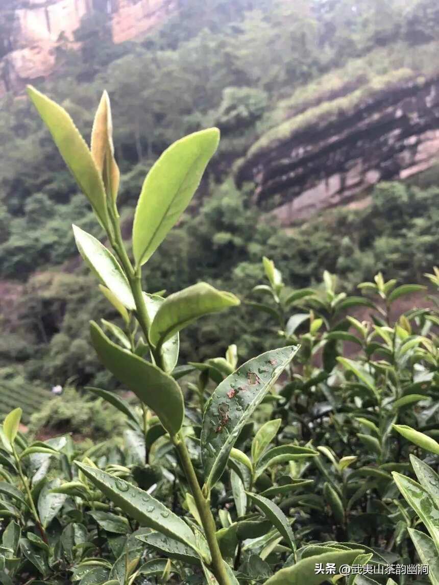 武夷岩茶——“牛肉”——牛栏坑