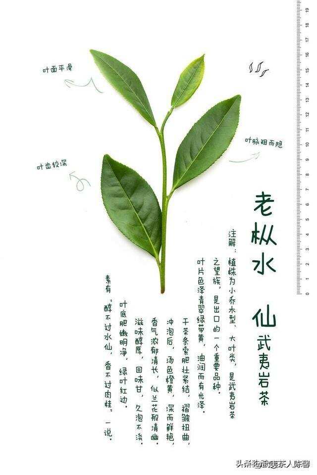 武夷岩茶难懂的原因你知道吗？