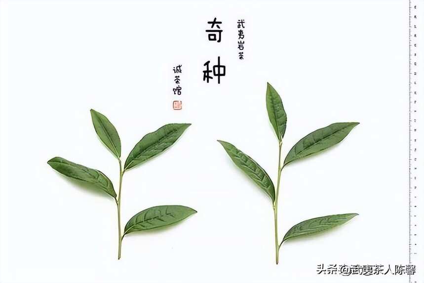 武夷岩茶难懂的原因你知道吗？