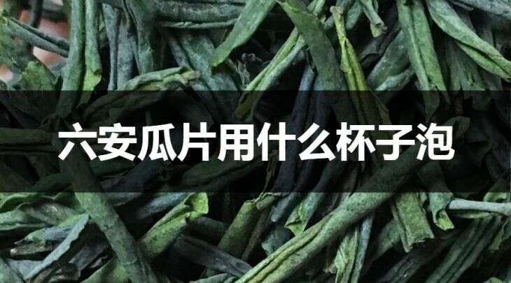 六安瓜片用什么杯子泡？