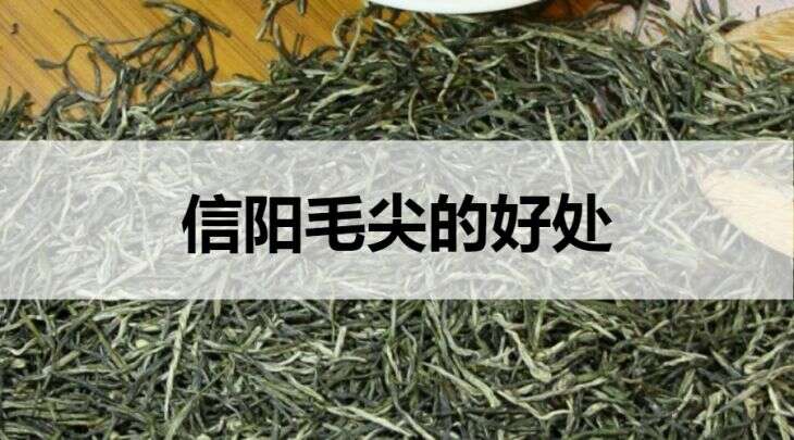 信阳毛尖的好处有哪些？