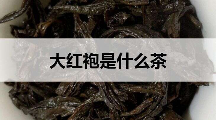 大红袍是什么茶？