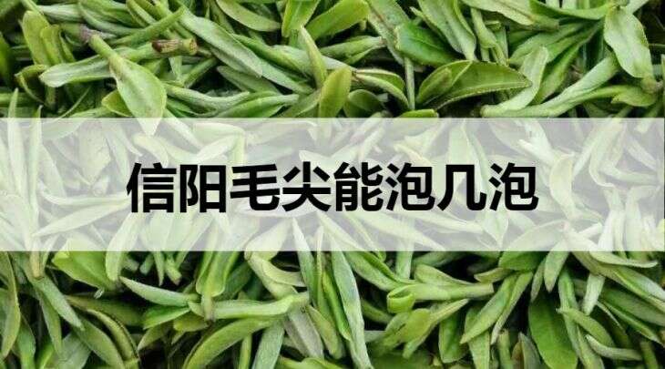 信阳毛尖能泡几泡？