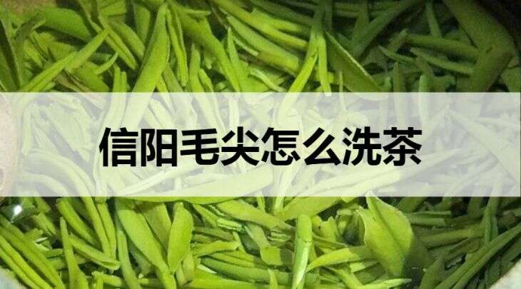 信阳毛尖怎么洗茶？