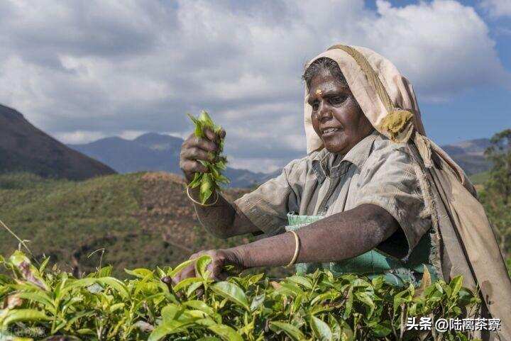 印度茶叶称霸，中国茶叶式微下，民国中茶总公司如何力挽狂澜？
