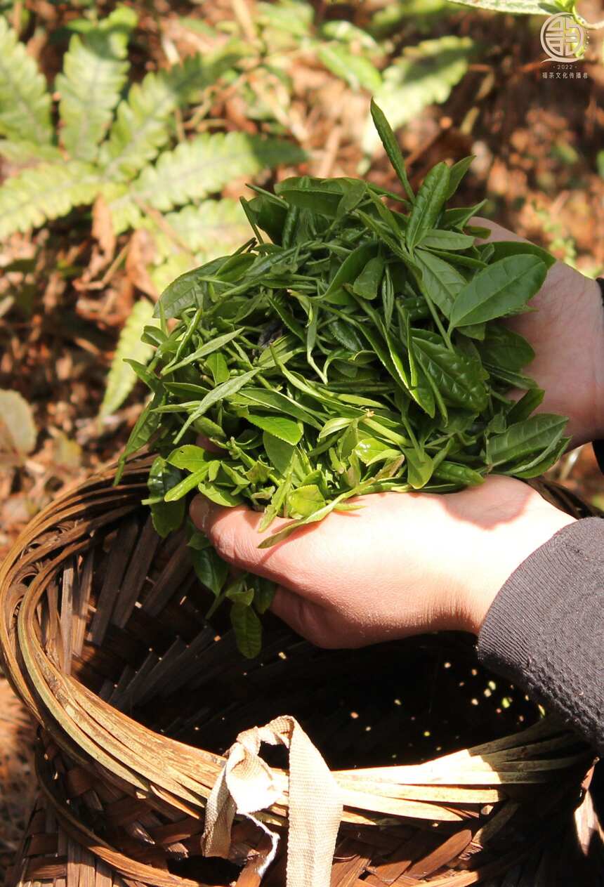 高山云雾真的出好茶吗？这是不是茶叶溢价的噱头？