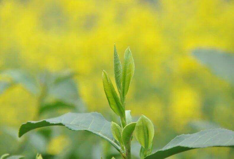 文圣茶说丨「 红茶 」九曲红梅