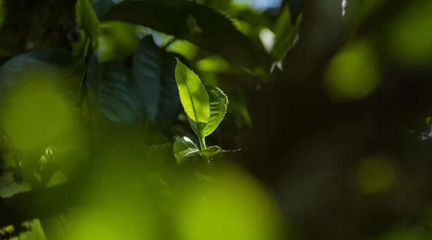 喝茶20年老茶痴：生活不易！我就喝茶一个爱好，装一下怎么了？