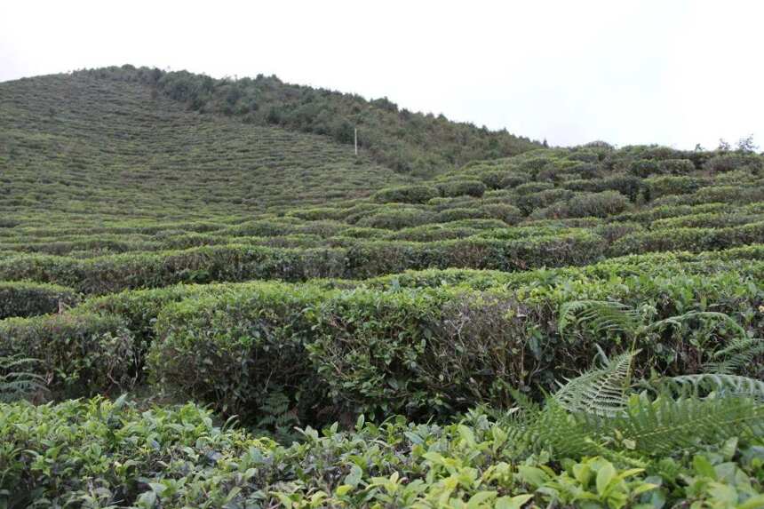 从班章到冰岛再到岔河，寻一味适合您的茶香