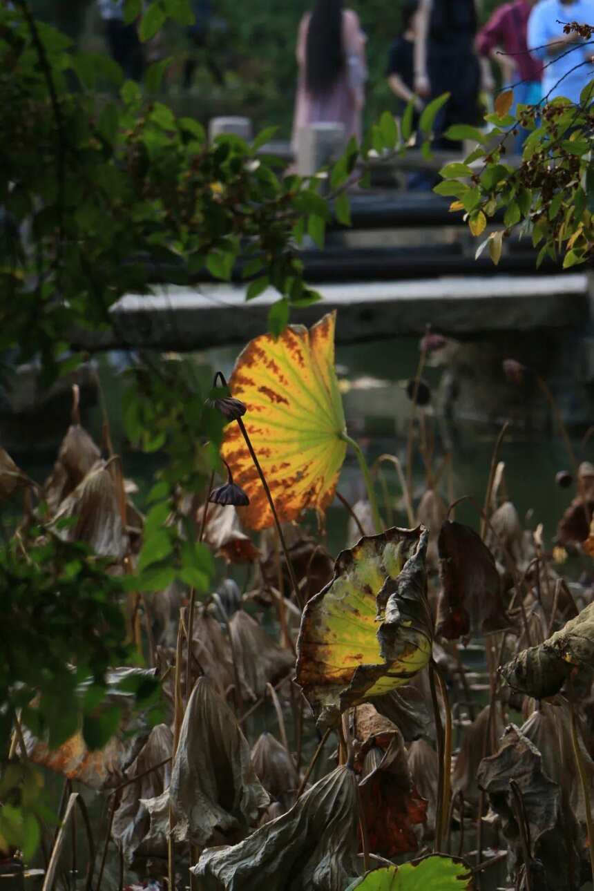 天平枫叶还没红透，周末车已经堵到寿桃湖了