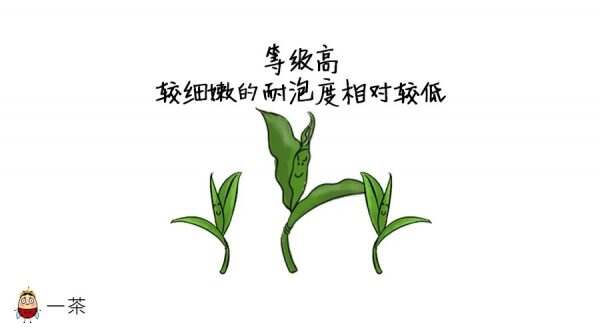 茶叶越耐泡，品质就越高？（影响茶叶耐泡程度的因素）