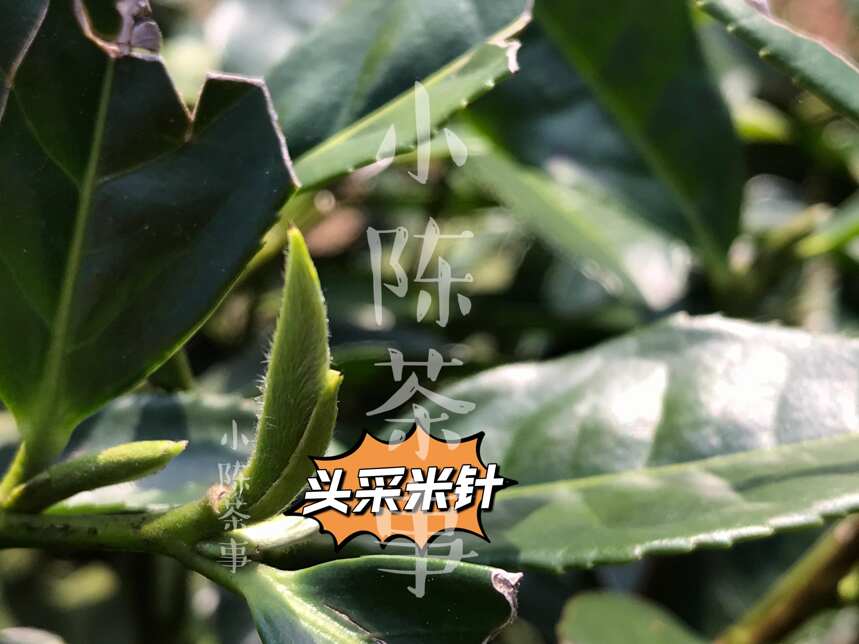 手把手教你白茶的5种分类方法，附实拍照片，有图有真相