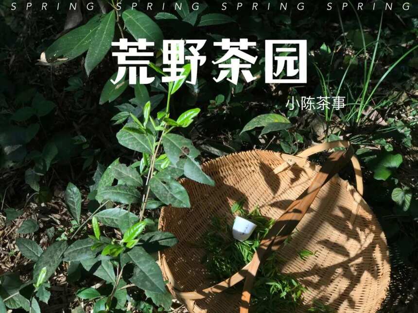 白茶种类太多记不住，高山茶、有机茶、荒野茶，到底哪里不同？