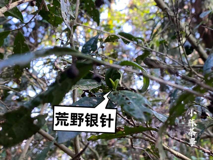 白茶种类太多记不住，高山茶、有机茶、荒野茶，到底哪里不同？