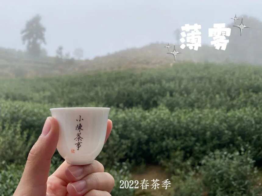 白茶种类太多记不住，高山茶、有机茶、荒野茶，到底哪里不同？