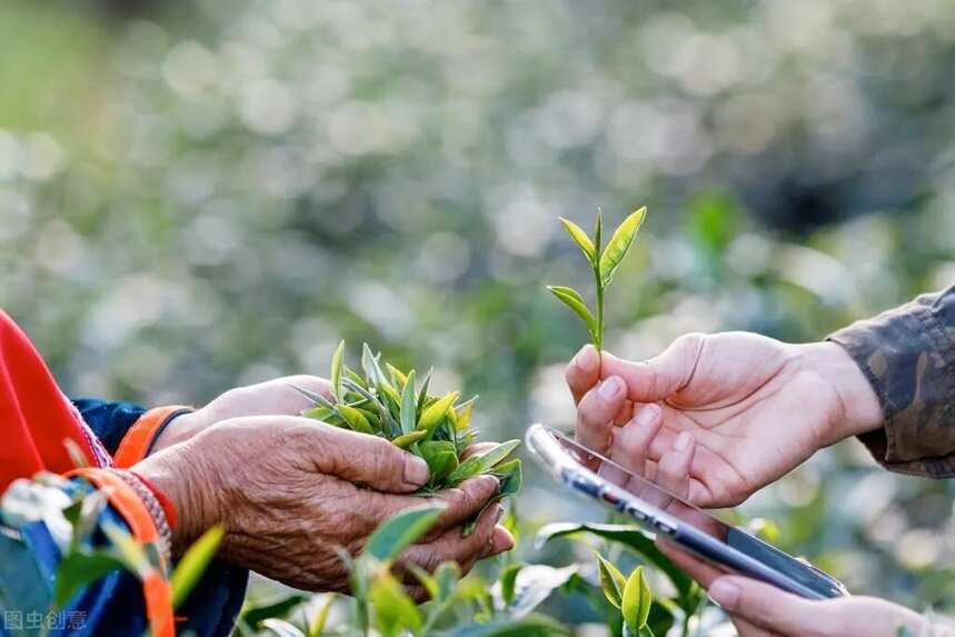 炒青始祖茶与炒青集大成茶有何异同？松萝茶与龙井茶对冲评测