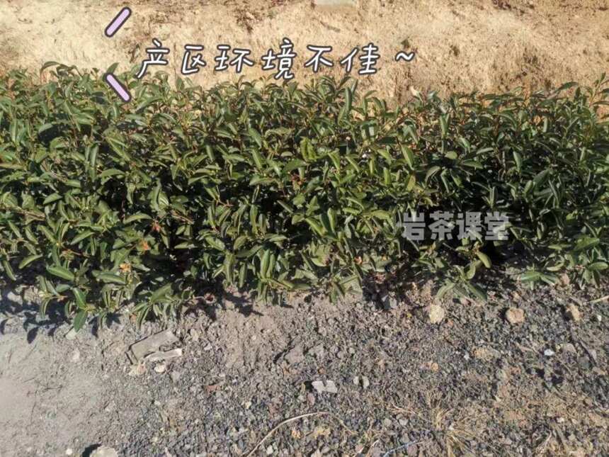 3种公认的劣质岩茶，别把“上头”当成“劲道”，全是智商税