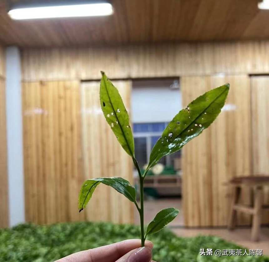 观干茶中，看茶叶条索有哪些门道你知道吗？