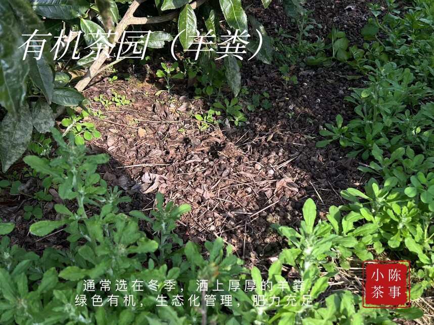 白茶种类太多记不住，高山茶、有机茶、荒野茶，到底哪里不同？