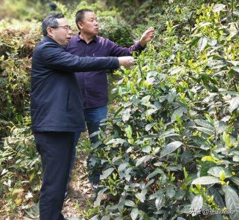 湖南红茶“十大制茶工匠”之邓传建：情系沅陵酿佳茗