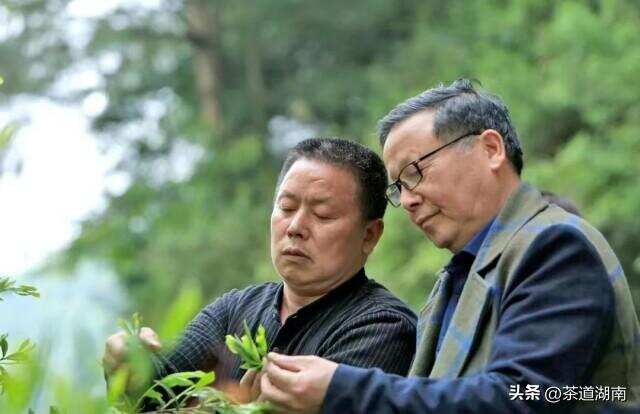 湖南红茶“十大制茶工匠”之邓传建：情系沅陵酿佳茗