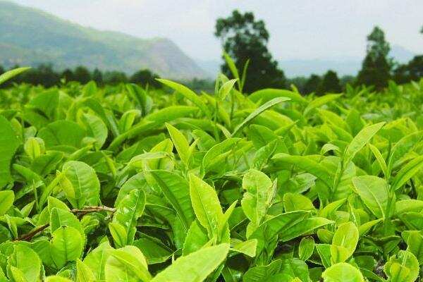 种茶树赚钱吗？茶树种植的利润与投资成本及前景预测