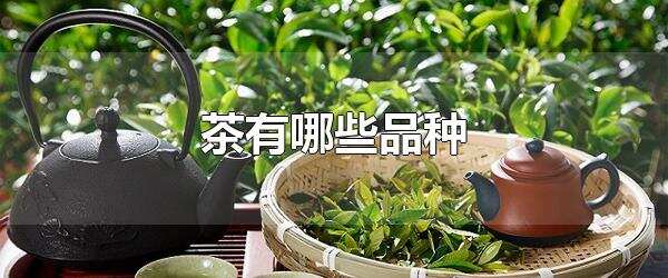 茶有哪些品种 茶的产地是哪里